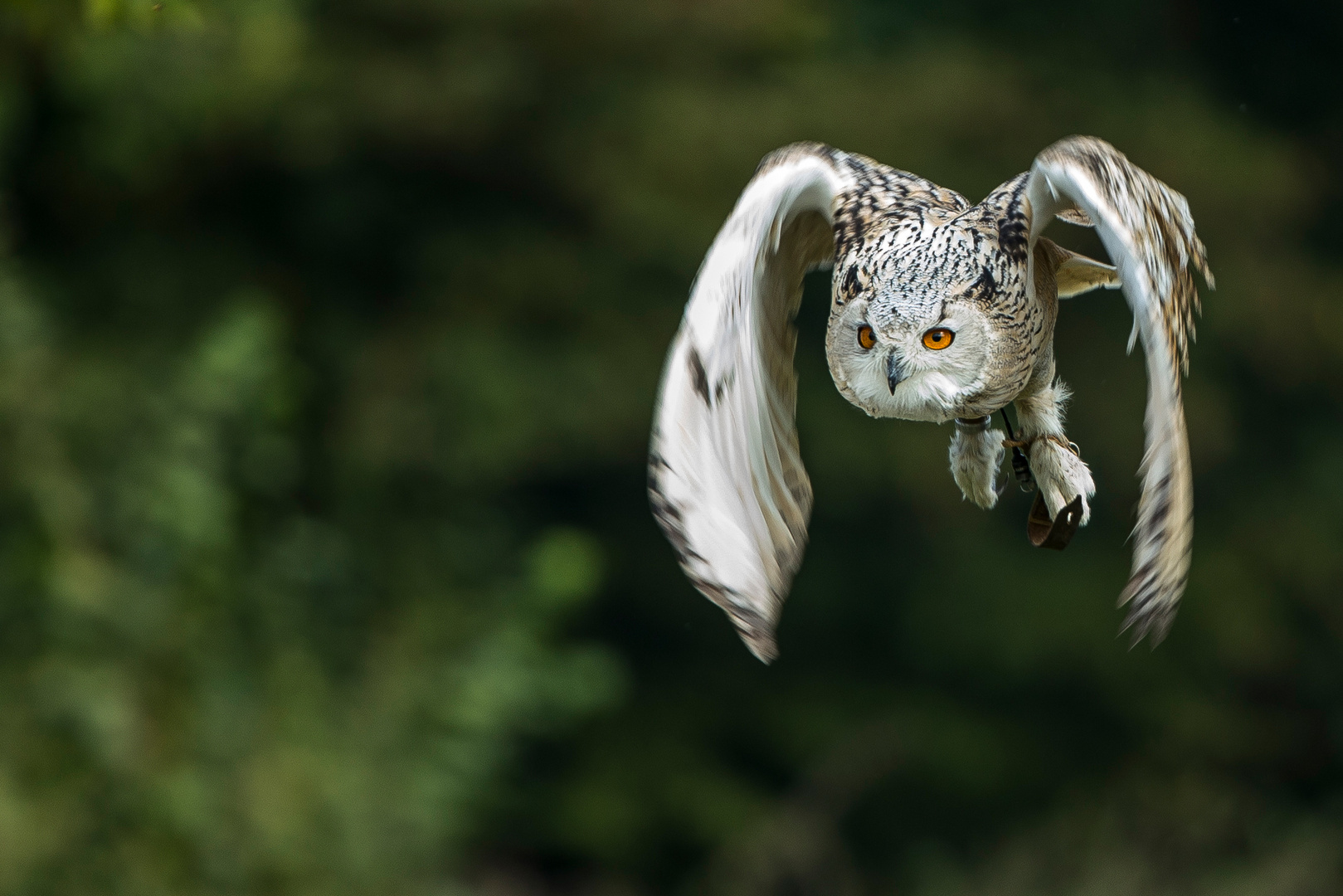 SchneeeuleImAnflug