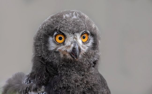 Schneeeulen-Baby