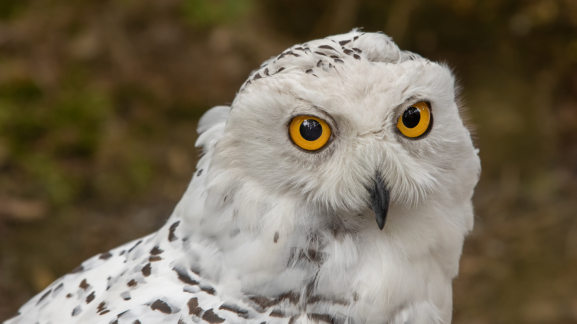 Schneeeulen-Portrait 001 