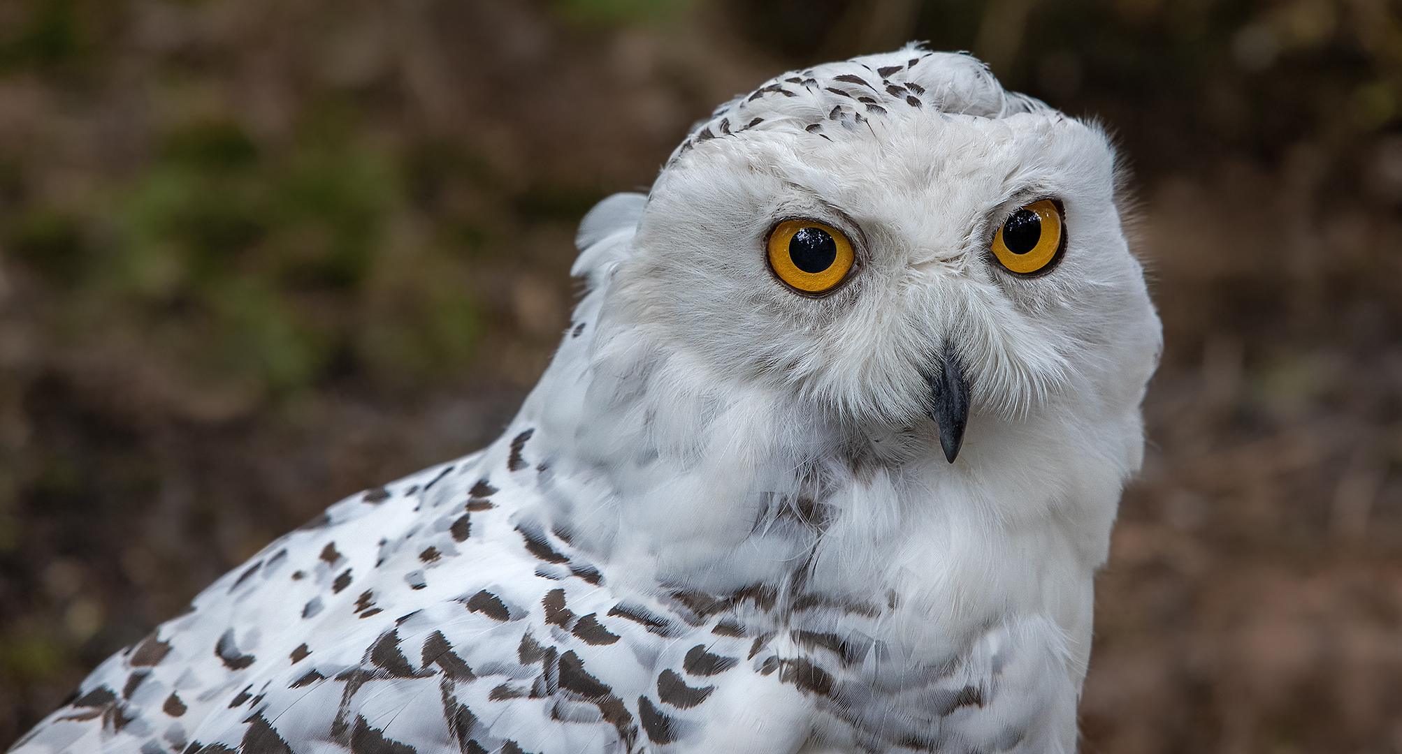 Schneeeulen-Portrait 011 