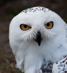 Schneeeulen-Portrait