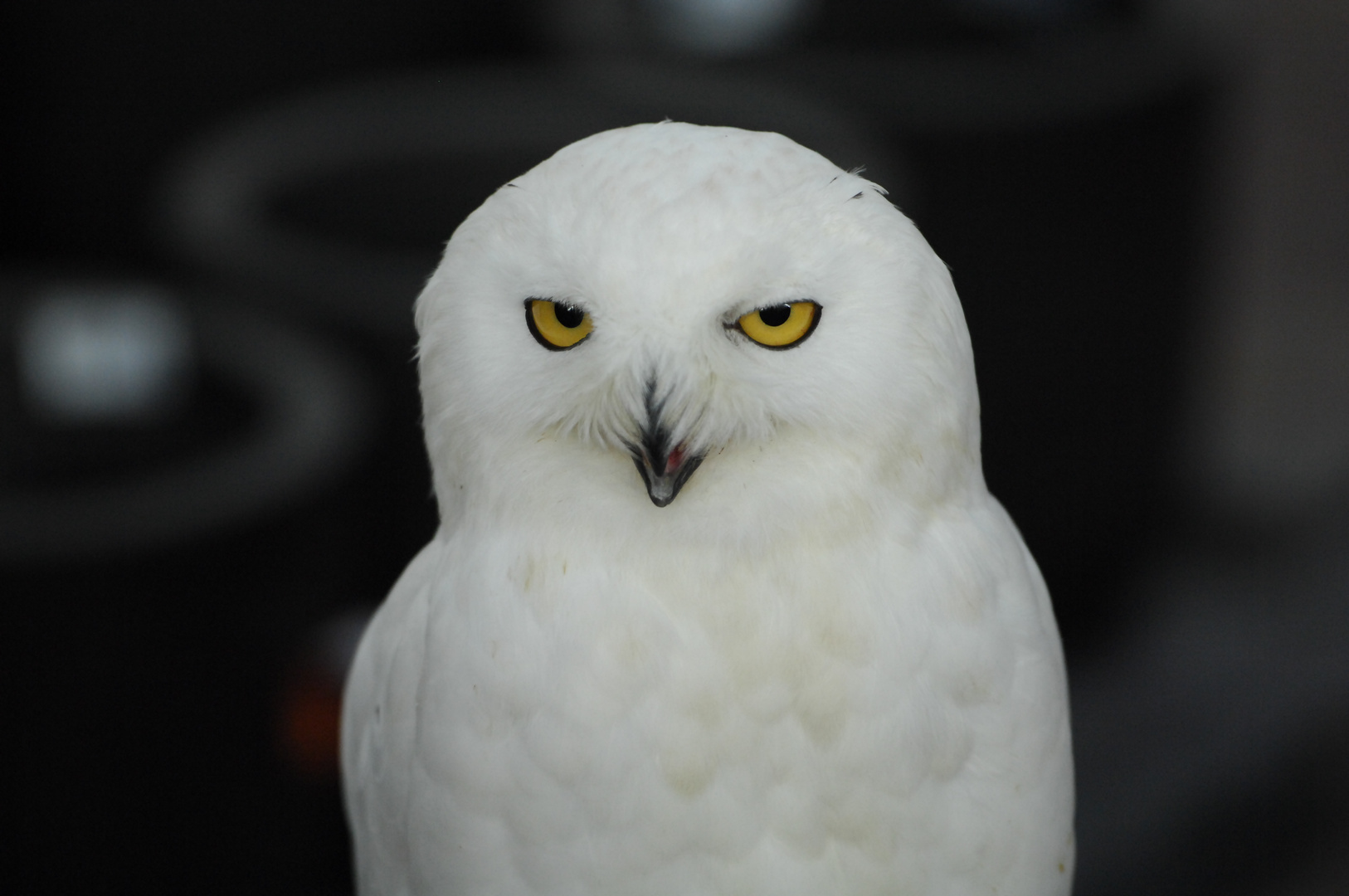 Schneeeulen Portrait