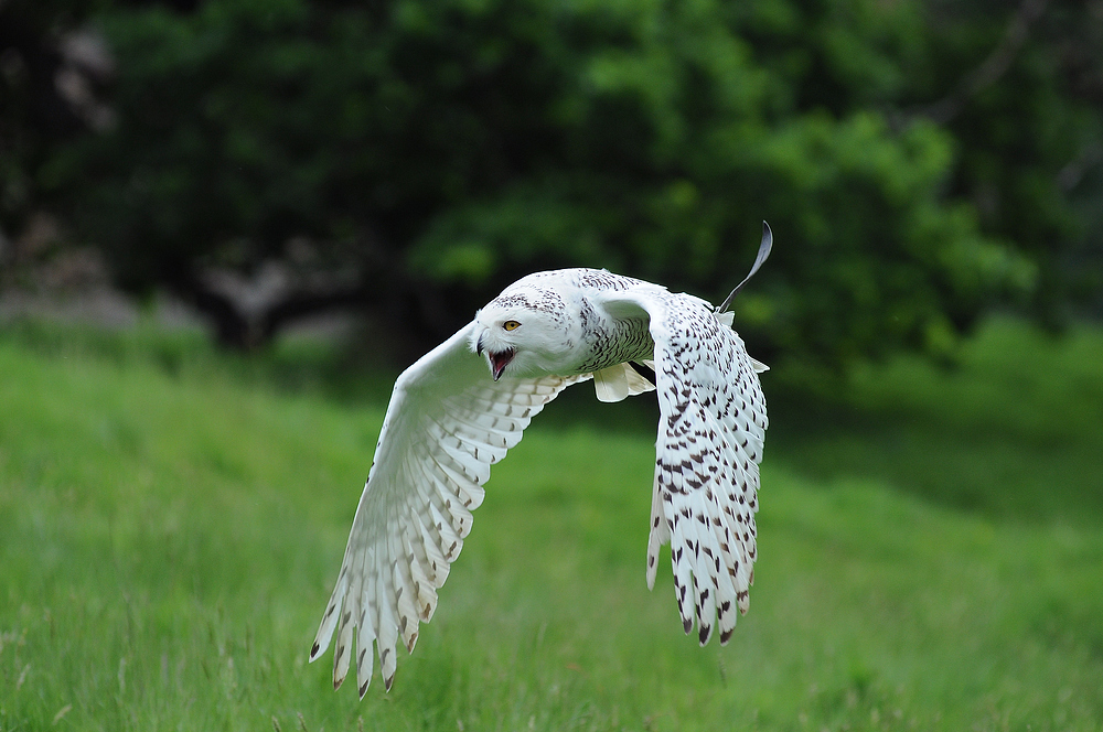 Schneeeulenflug