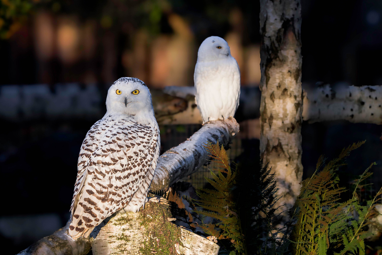 Schneeeulenpaar / Pair of snowy owls