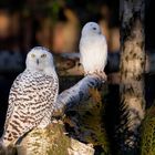 Schneeeulenpaar / Pair of snowy owls