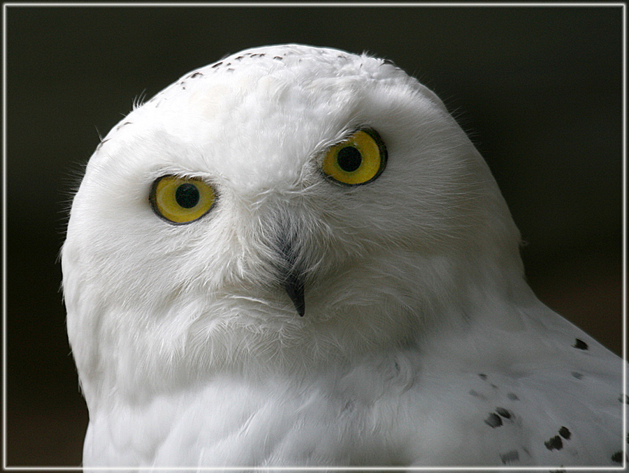 Schneeeulenportrait