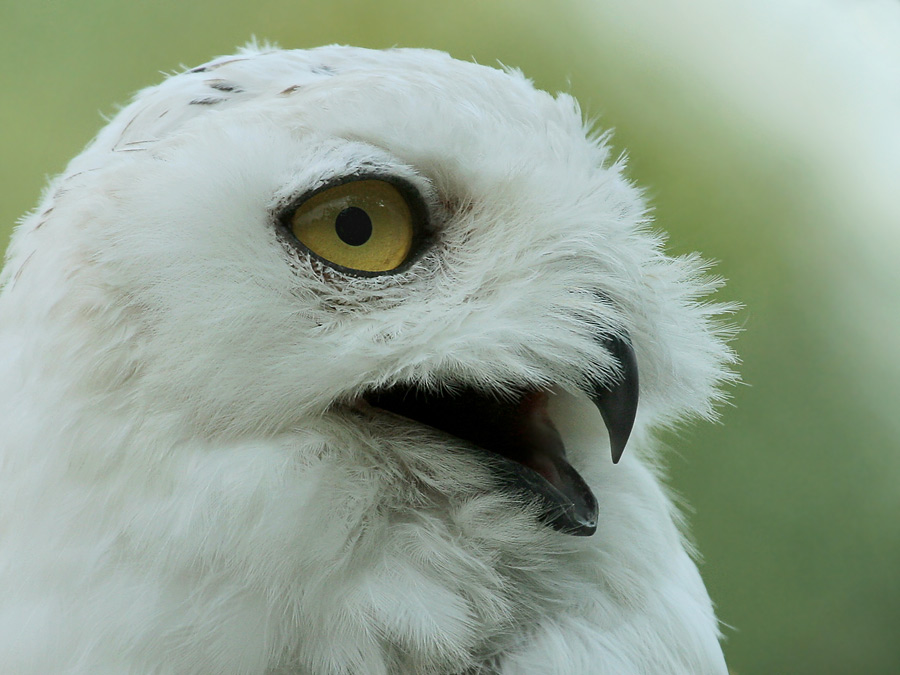 Schneeeulenportrait