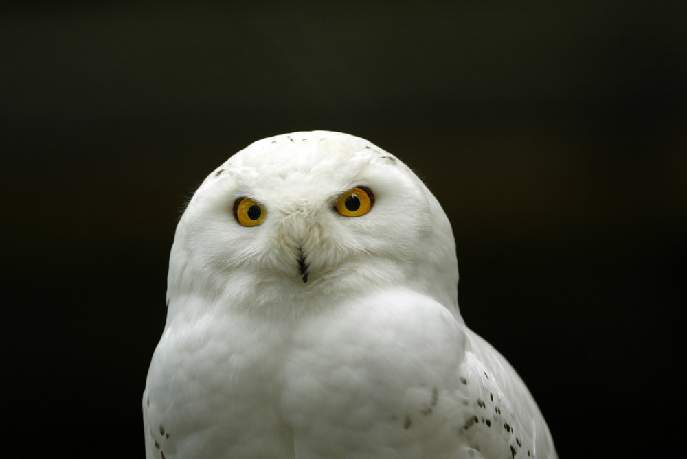 Schneeeule_Portrait