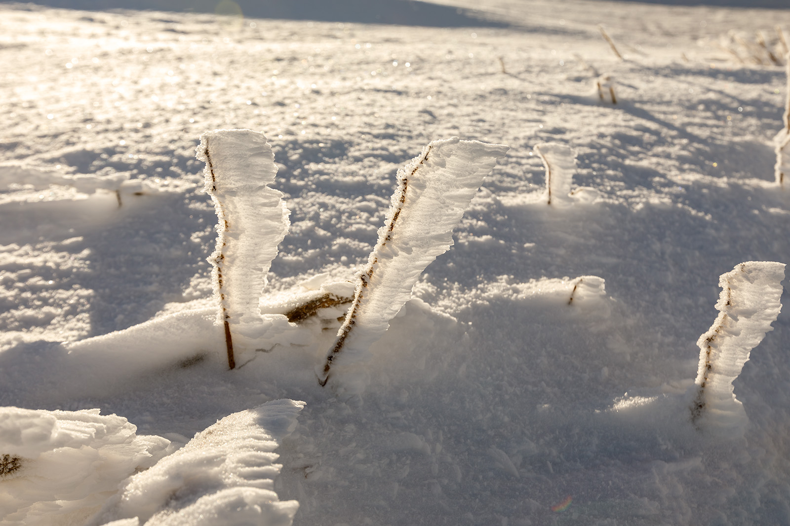 Schneefähnchen