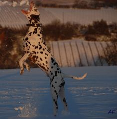 Schneefänger