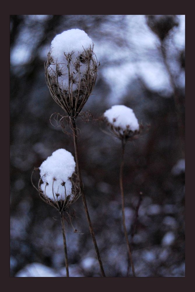 Schneefänger