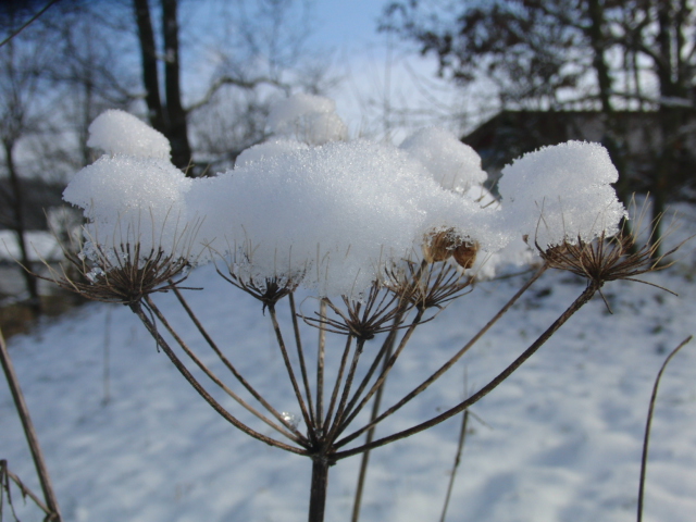 Schneefänger