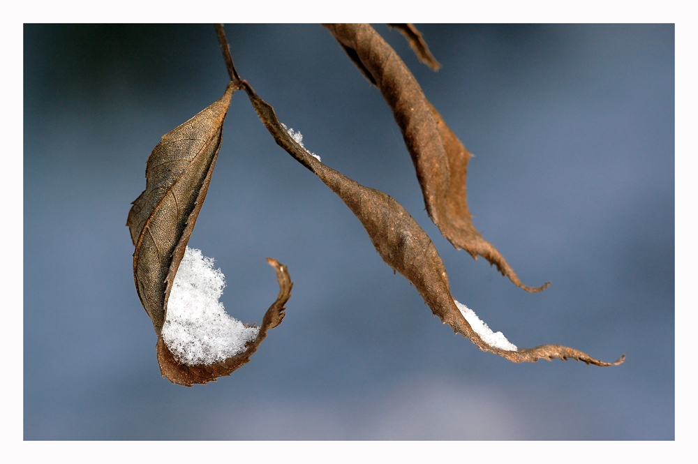 Schneefänger