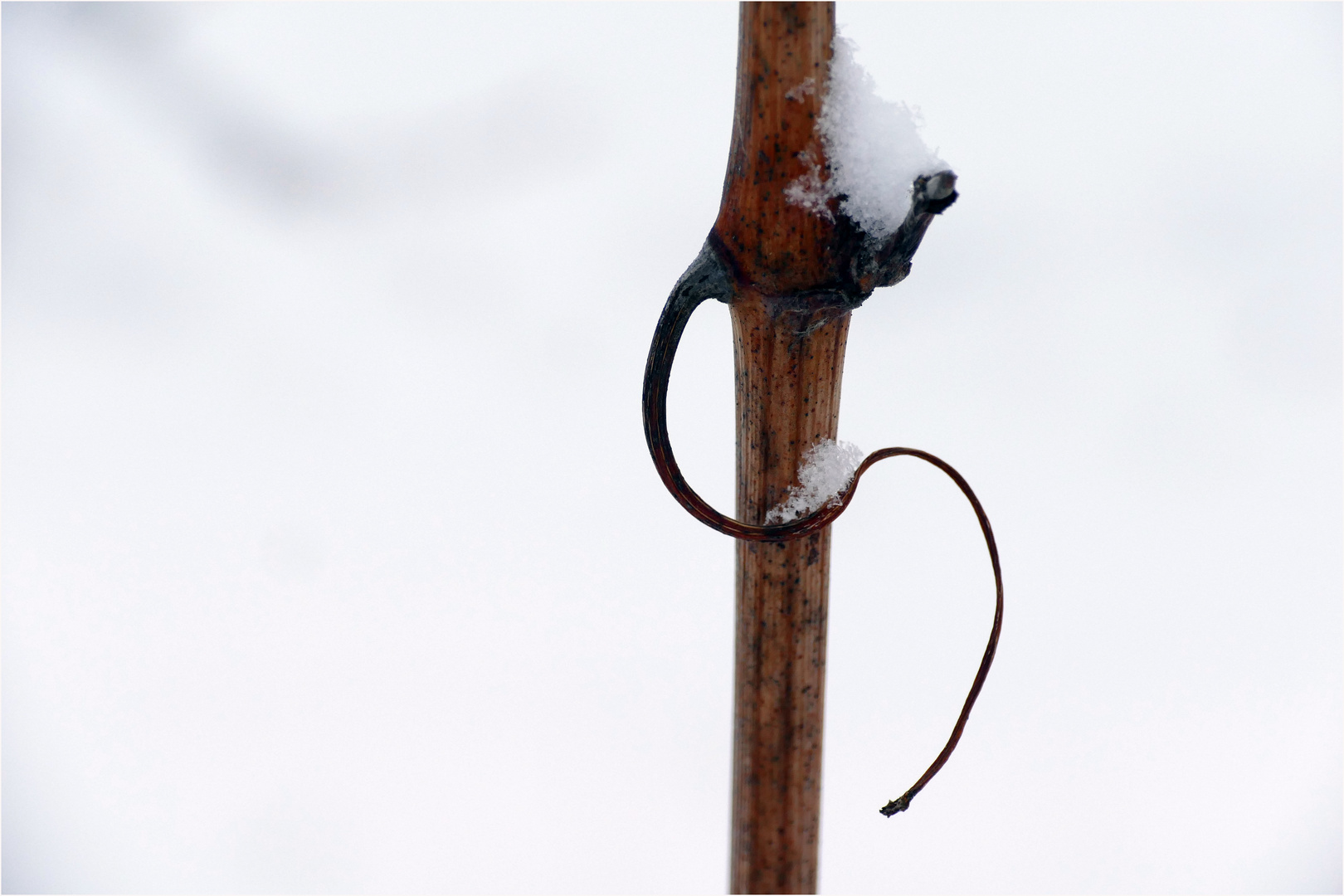 Schneefänger