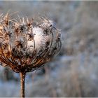 "Schneefänger"