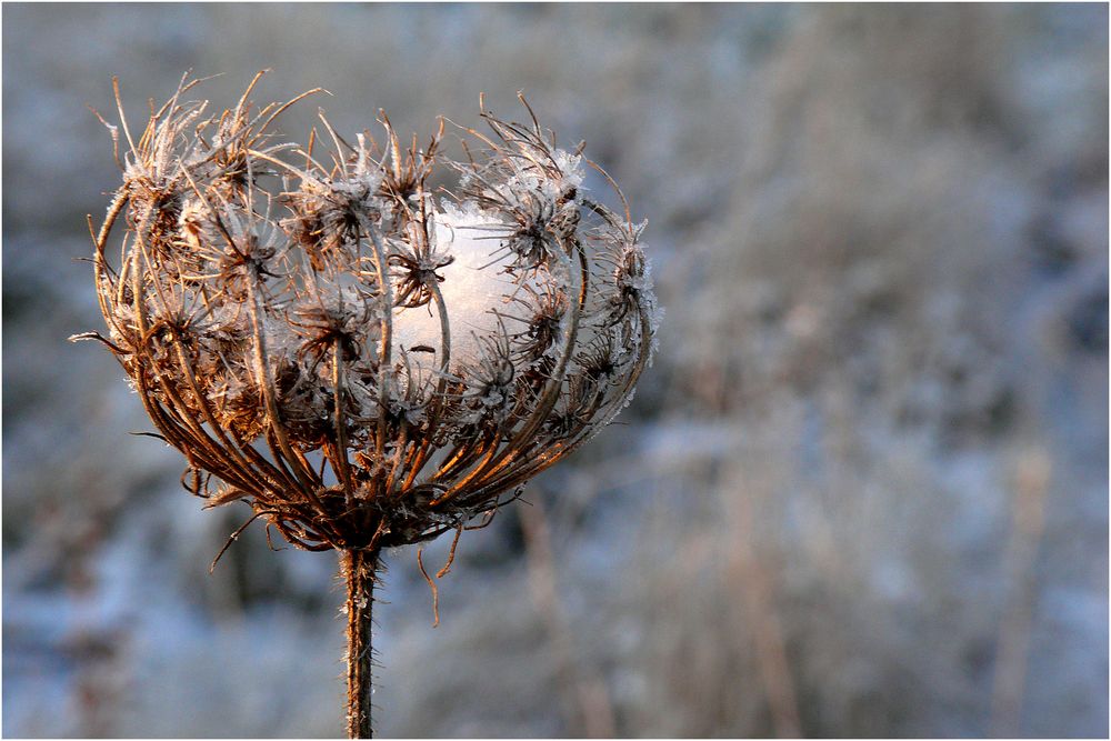 "Schneefänger"