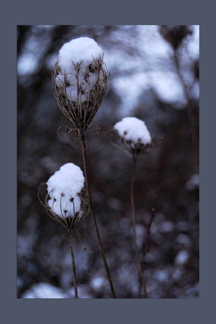 Schneefänger