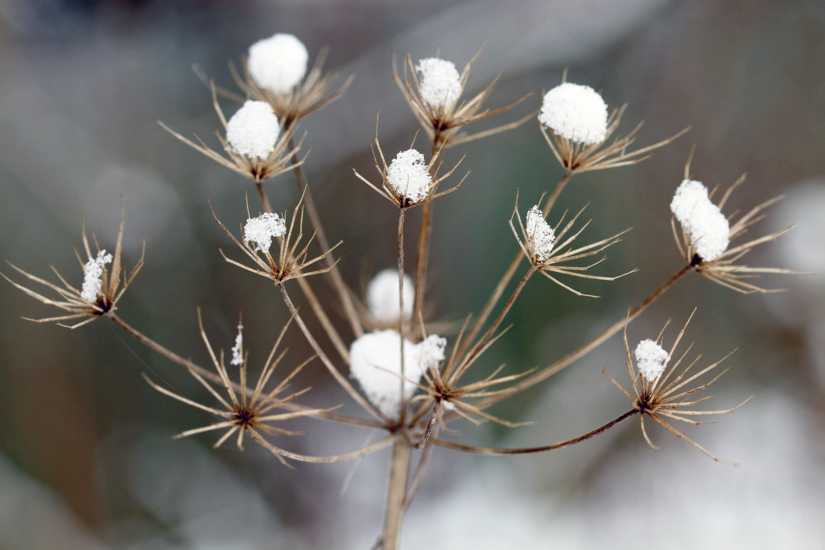 Schneefänger