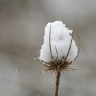 Schneefänger Wilde Karde