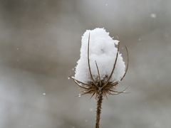 Schneefänger Wilde Karde