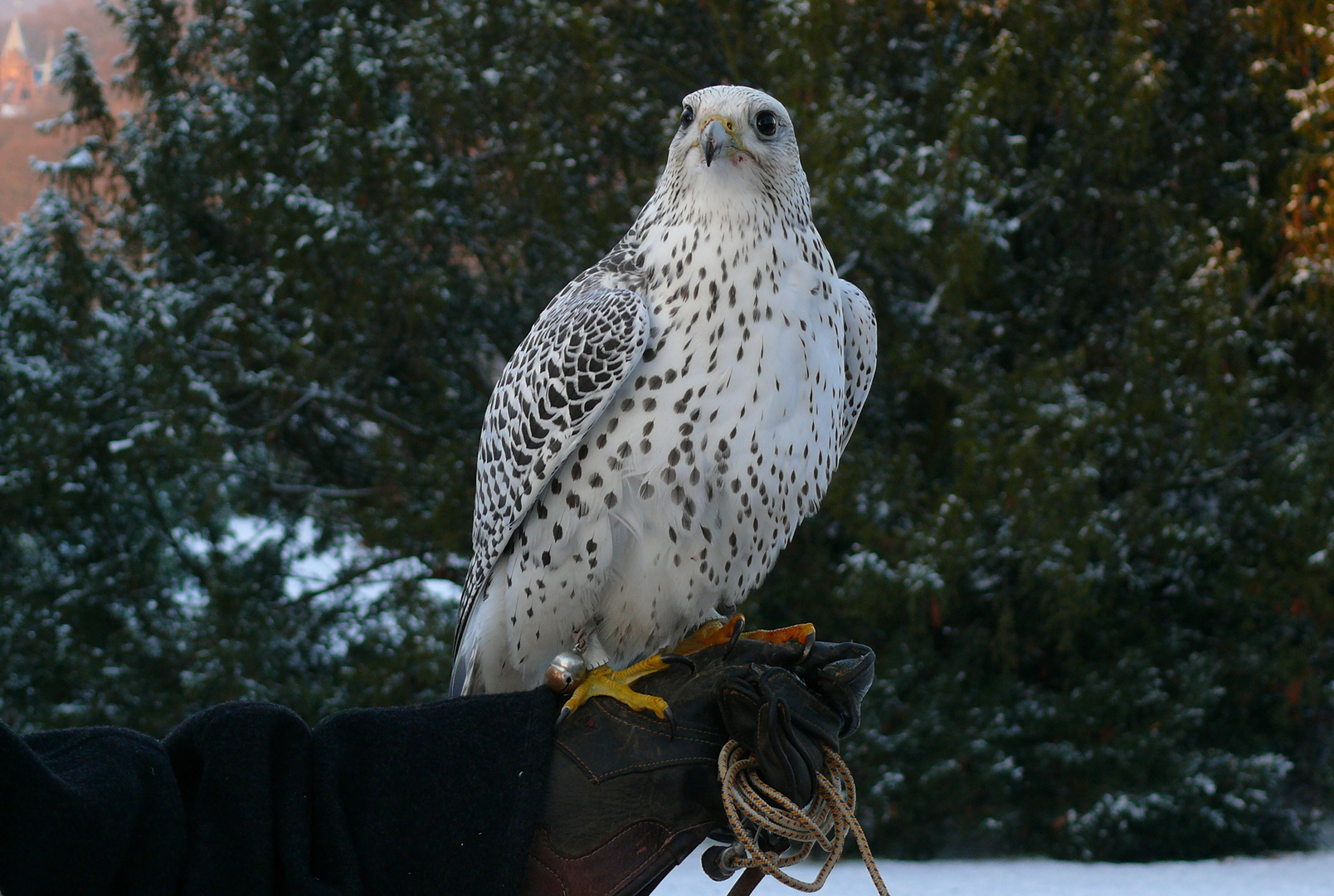 Schneefalke