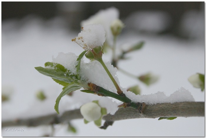 Schneefall