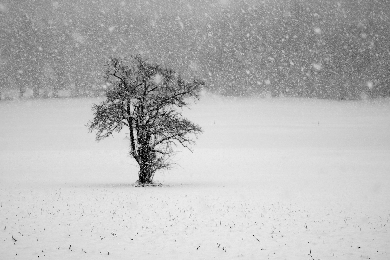 Schneefall Foto & Bild outdoor, bäume, winter Bilder auf