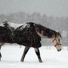 Schneefall