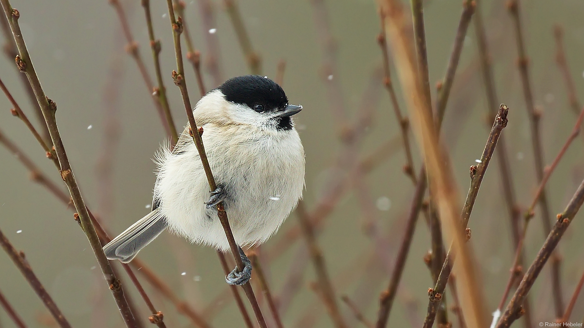 Schneefall