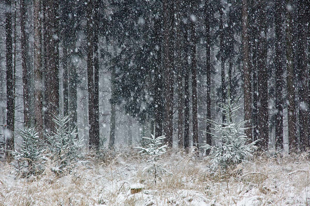 Schneefall Foto & Bild jahreszeiten, winter, natur Bilder auf