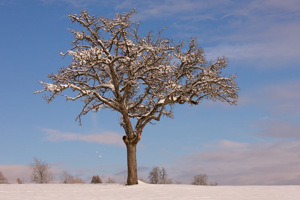 Schneefall Foto & Bild landschaft, jahreszeiten, winter Bilder auf