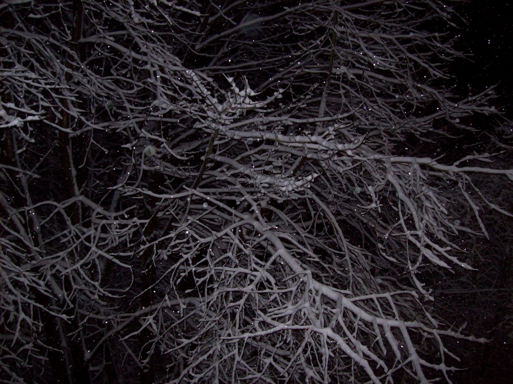 Schneefall bei Nacht, Sterne im Baum