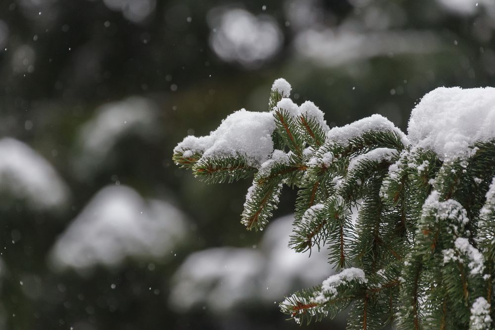 Schneefall Foto & Bild jahreszeiten, winter, natur Bilder auf