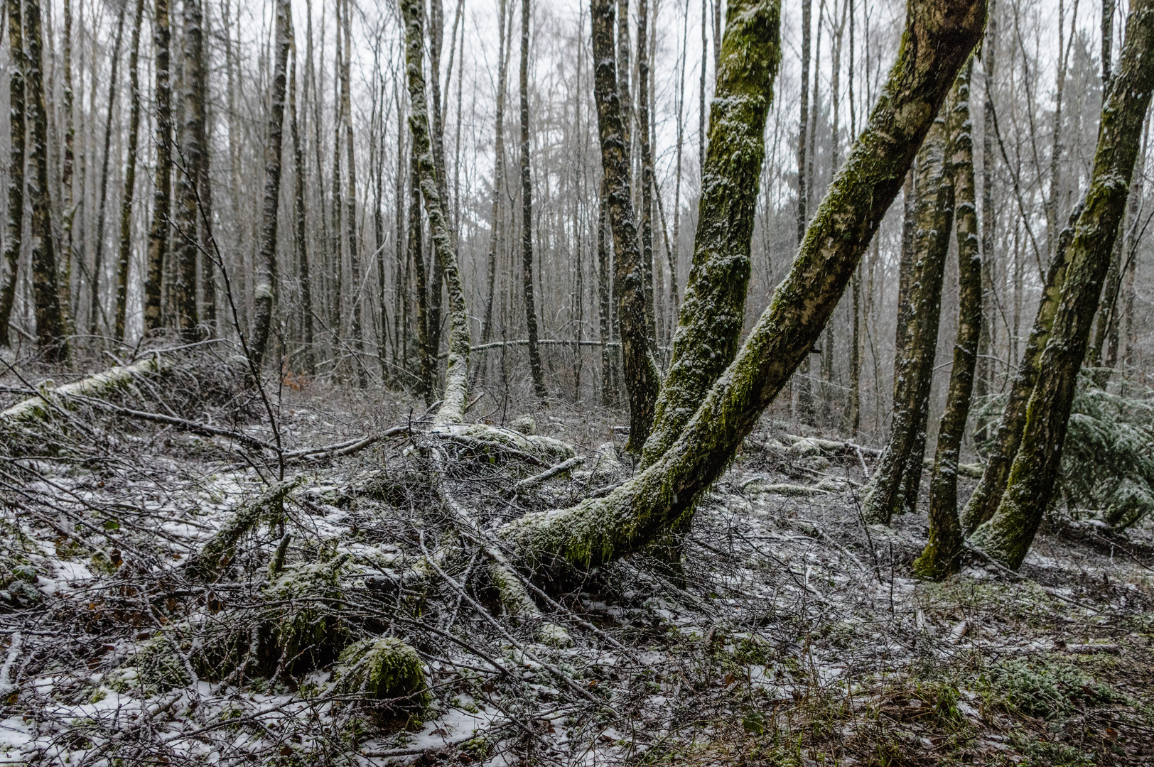 Schneefall im Birkenwald