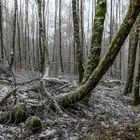 Schneefall im Birkenwald