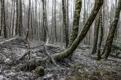 Schneefall im Birkenwald