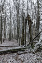 Schneefall im Buchenwald