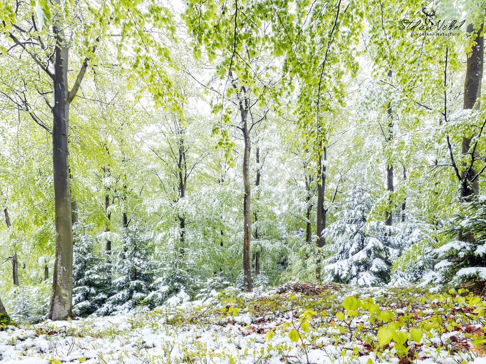 Schneefall im Buchenwald