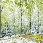 Schneefall im Buchenwald