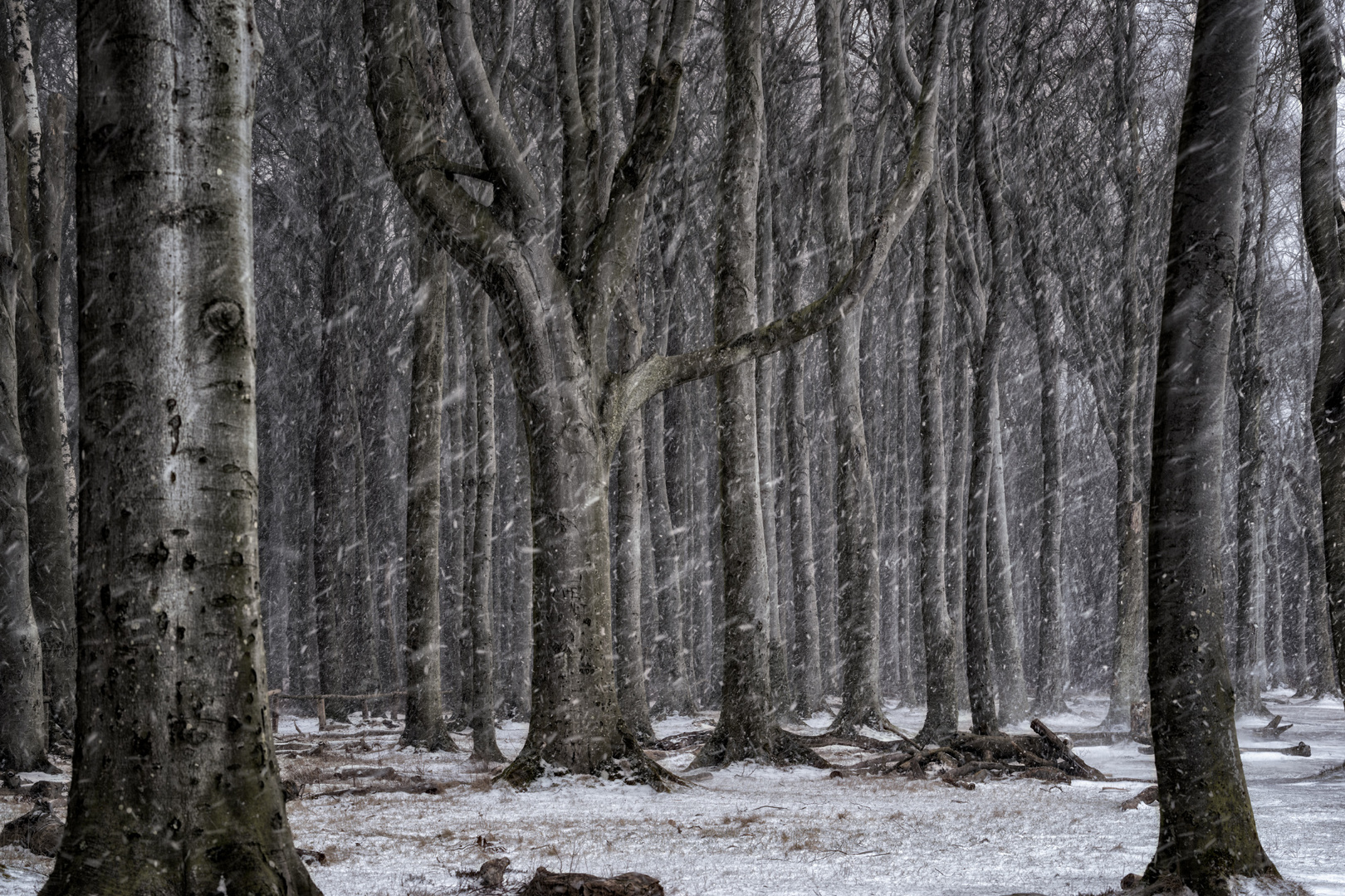 Schneefall im Gespensterwald