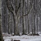 Schneefall im Gespensterwald