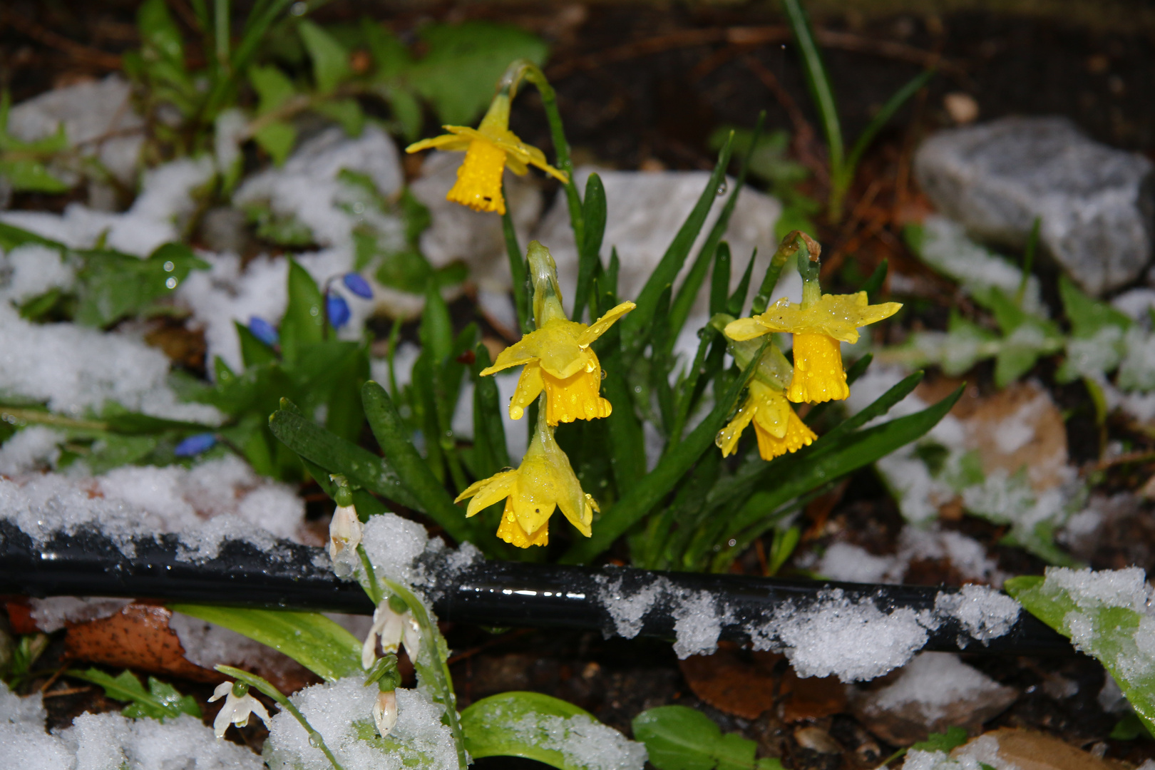 Schneefall im März