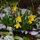 Schneefall im März