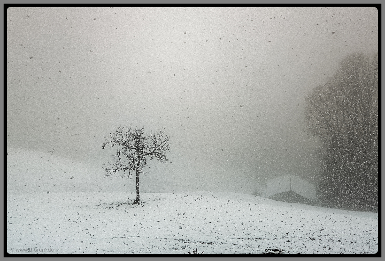 Schneefall im Morgendunst