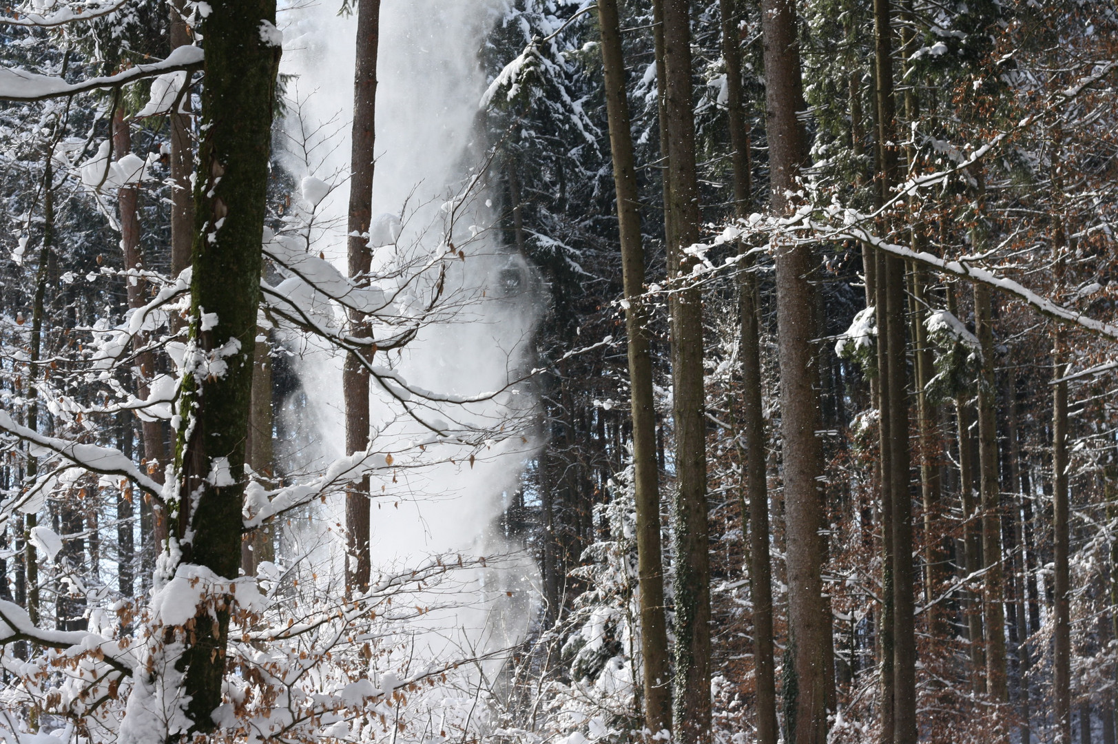 Schneefall im Wald 2