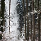 Schneefall im Wald 2