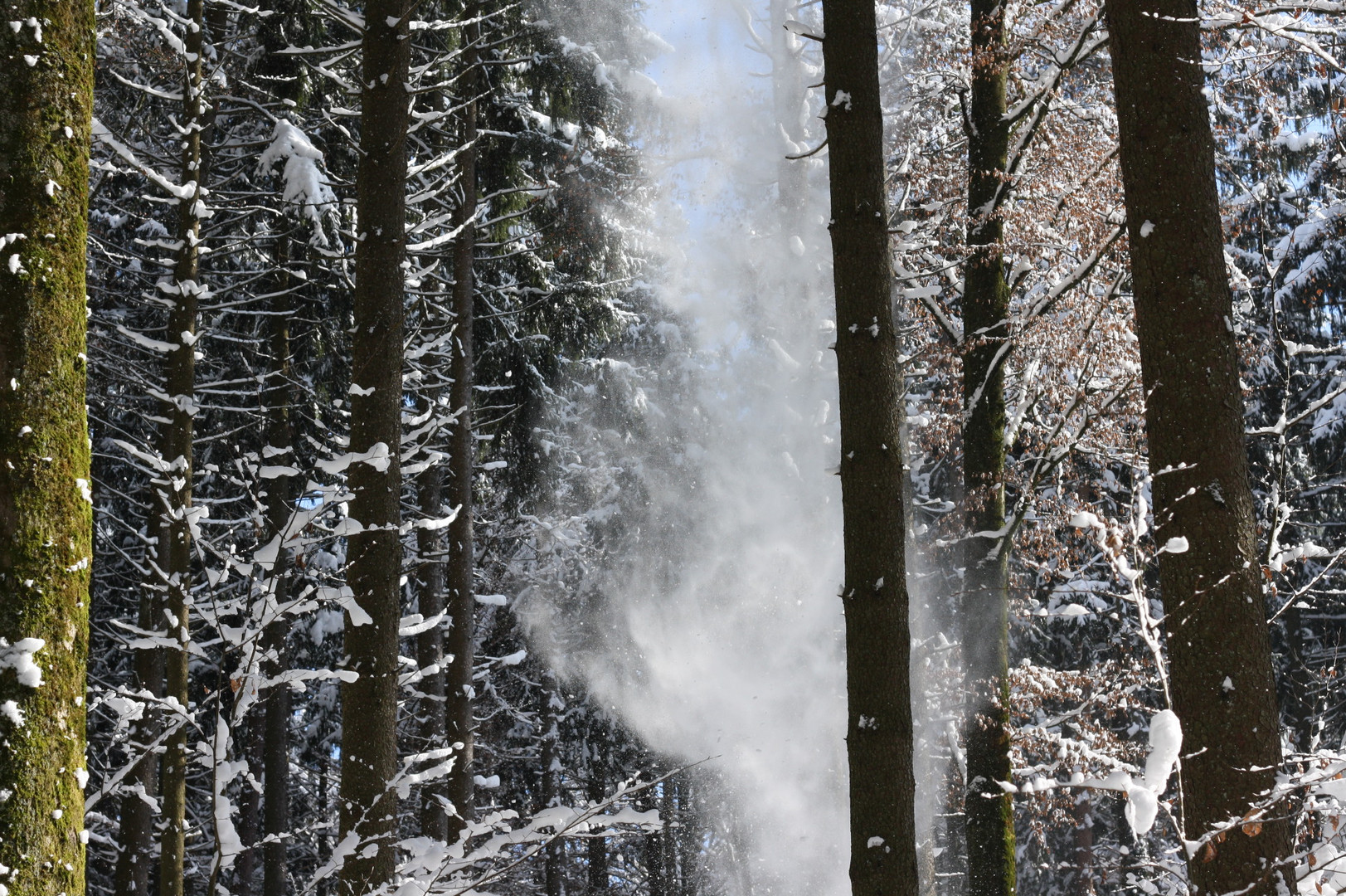 Schneefall im Wald