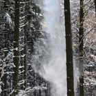 Schneefall im Wald