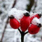 Schneefall in Büchenbach