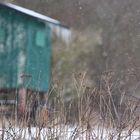 Schneefall mit Gestrüpp